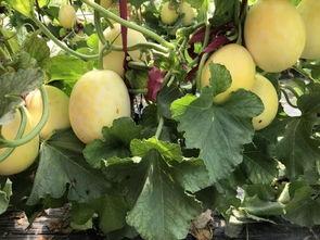 界首小三吃瓜视频,揭秘背后惊人真相