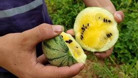 幸运之星吃瓜视频大全集,吃瓜视频大全集，揭秘娱乐圈幕后风云