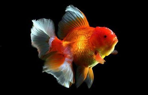 金鱼可以吃蜜瓜吗视频,揭秘金鱼食用蜜瓜的奇妙之旅