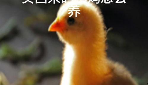 小鸡吃瓜技巧视频教学,趣味教学视频大揭秘