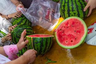 海南吃瓜视频,揭秘热带风情下的美食盛宴