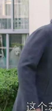 吃瓜真实电视剧视频播放,揭秘热门电视剧幕后真相