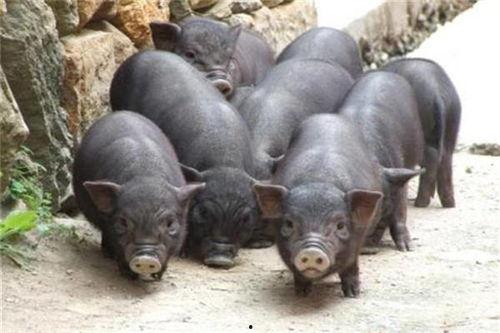 吃瓜香猪视频大全,趣味横生的萌宠日常