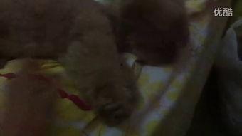 认真吃瓜的二米视频播放,揭秘热门事件背后的真相