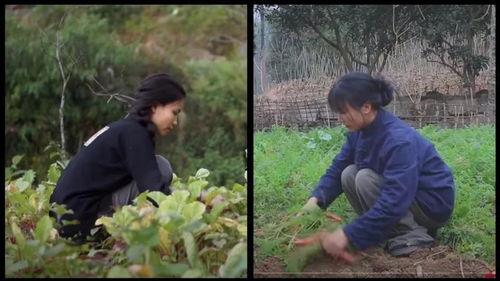 茌平吃瓜博主事件视频