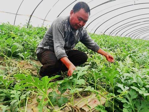 郑州吃瓜的视频,揭秘街头美食盛宴