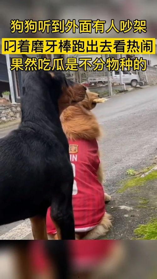 吃瓜群众搞笑动物视频在线观看,在线观看，吃瓜群众必备