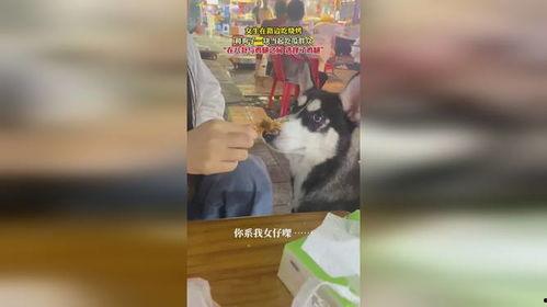 小狗可以吃烧瓜吗视频播放,视频揭示真相