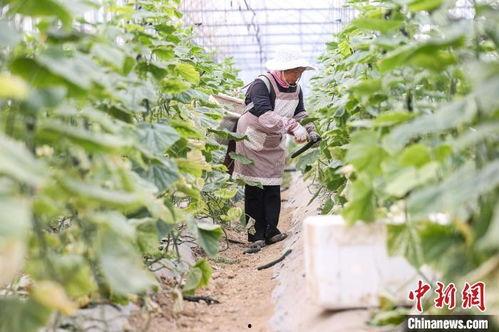 田间边采瓜摘边吃瓜视频,瓜香四溢的田园美味体验