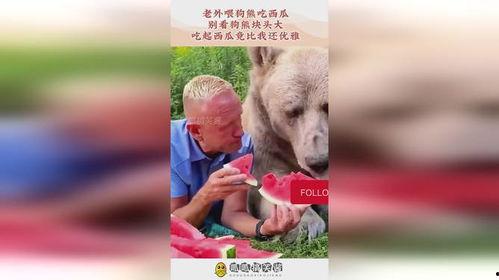 狗熊吃瓜视频,趣味横生的自然奇观