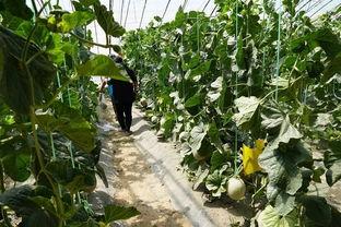 吃瓜烂瓜视频,网络舆论场中的真相与偏见