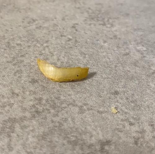 吃指甲盖的瓜视频,网络奇观背后的心理与社会现象