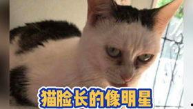 吃瓜搞笑奇葩视频合集大全,笑料横生！吃瓜搞笑奇葩视频合集大盘点