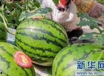 富宁吃瓜事件最新消息视频,最新视频揭露惊人内幕