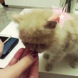 猫咪吃板栗瓜吗会死吗视频,揭秘致命风险