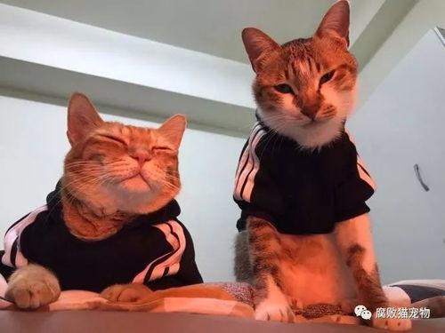 叶小喵的吃瓜视频,揭秘娱乐圈幕后故事