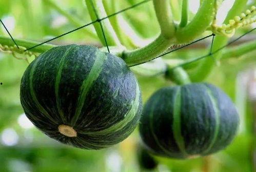 盘锦网红吃瓜视频在哪里,揭秘幕后故事与热门话题