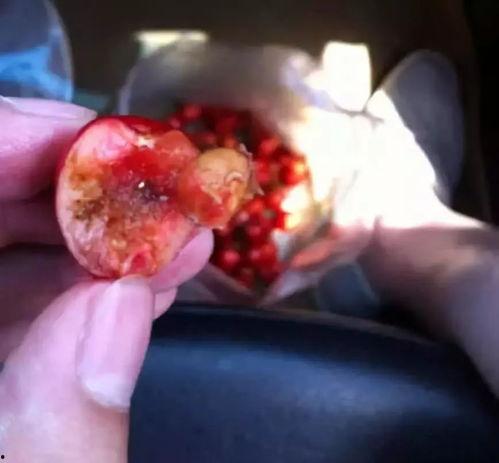 瓜蛆可以吃吗有毒吗视频,揭秘其毒性及食用风险