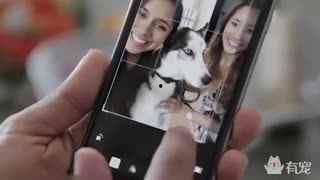 猫狗吃瓜视频大全,趣味视频大全集锦