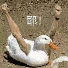 吃瓜幸运鹅在哪看视频