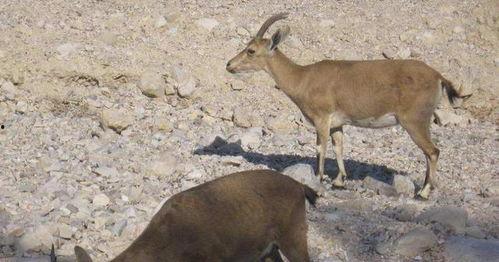 山羊吃哈密瓜视频大全