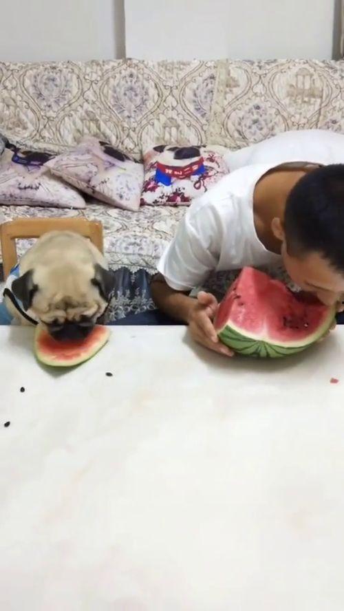 所有搞笑吃瓜西瓜视频,笑果连连！西瓜视频里的搞笑吃瓜盛宴