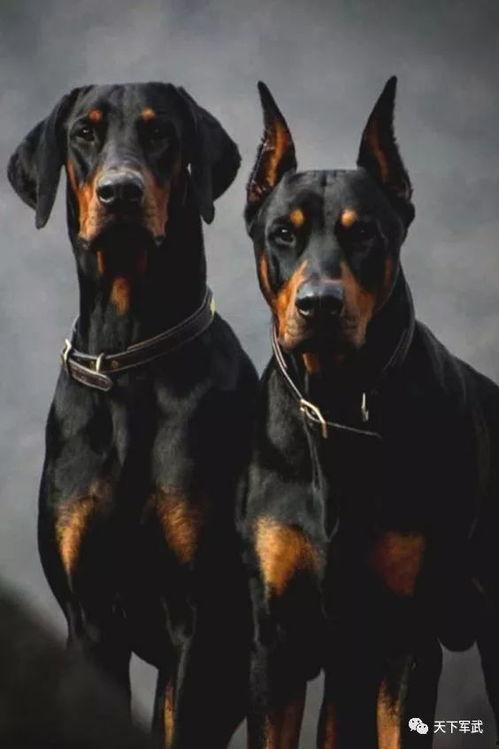 杜宾犬吃瓜现场视频播放