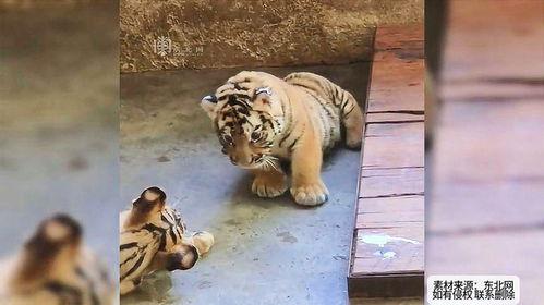 主播吃瓜小老虎视频下载,热门视频背后的下载攻略