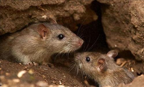 老鼠吃瓜事件视频播放,老鼠吃瓜事件视频引发网友热议