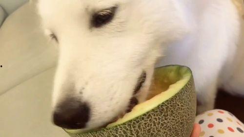 吃瓜视频中吃瓜群众是什么,网络视频中的围观现象解析