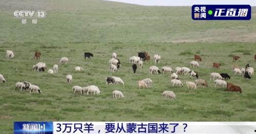 三万只羊吃瓜视频,壮观场面引网友热议