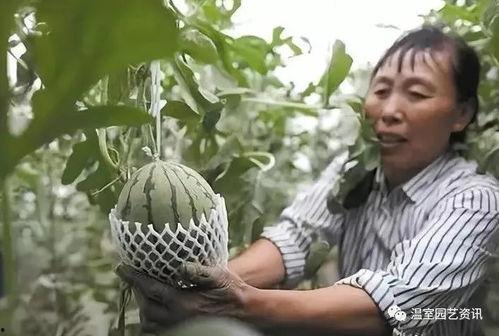 浙江民俗吃瓜视频,夏日吃瓜乐趣多，传统风味一网打尽