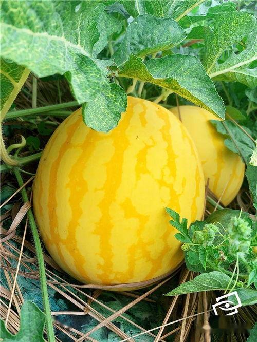 群众吃海瓜视频真实,群众热传视频背后的海洋美味之旅