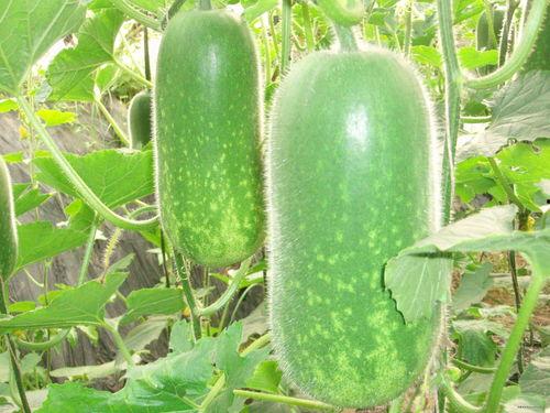 柯基可以吃洋瓜吗视频大全,视频大全揭秘