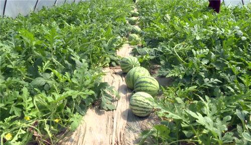 淮安吃瓜事件视频最新,一场网络热议背后的真相揭秘