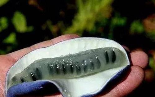 猫屎瓜吃货视频大全下载,一场味蕾与视觉的盛宴