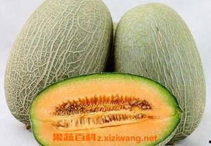 哈密瓜怎么吃嫩苗视频讲解