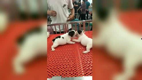 吃瓜看戏遛狗开播视频