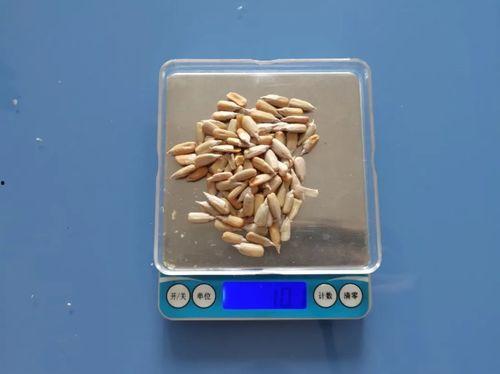 吃瓜吐瓜子视频下载,揭秘吃瓜吐瓜子视频下载背后的秘密